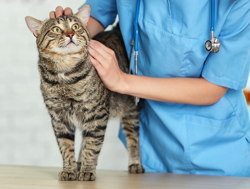 Veterinary Jobs in Columbia